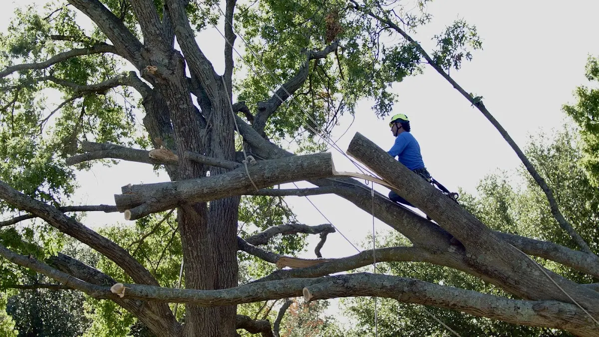 Professional Crown Thinning performed by certified arborists in Bigelow