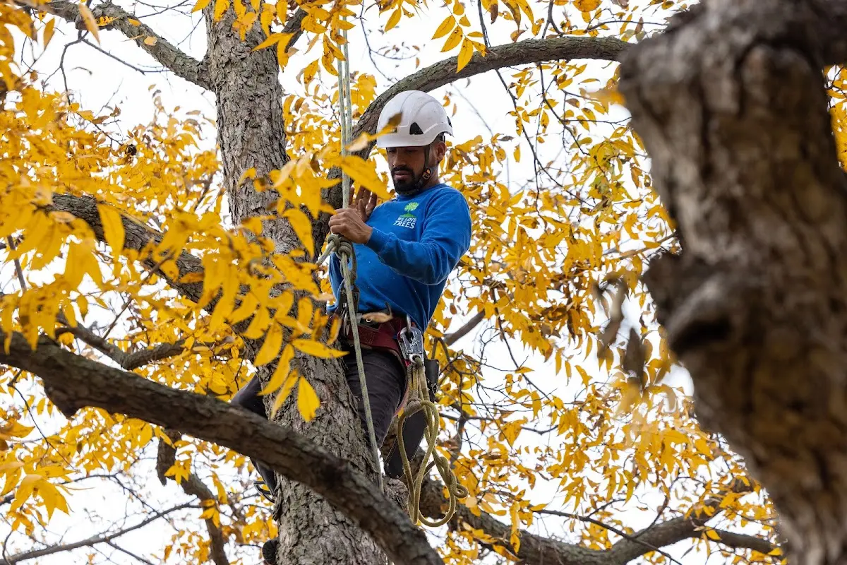 Skilled Tree Pruning crew working in Bigelow